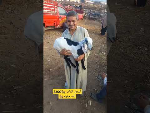 أسعار الماعز 3300 ألف جنيه