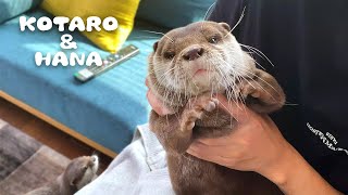 戦っては父ちゃんに捕まる忙しいカワウソコタロー　Otter Kotaro&Hana are always fighting!