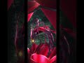 Akiza Izinski - Black Rose Dragon Summoning Animation