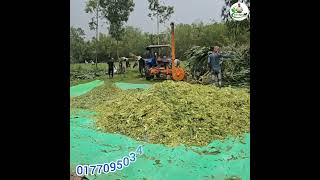 আদর্শ ভুট্টার সাইলেজ তৈরির #shortvideos #farming