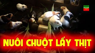 HIỆU QUẢ KINH TẾ TỪ MÔ HÌNH NUÔI CHUỘT NHUNG ĐEN LẤY THỊT