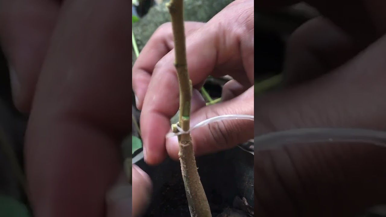 55 Best EASY V Cut Durian Grafting Technique for 100% Success EP059