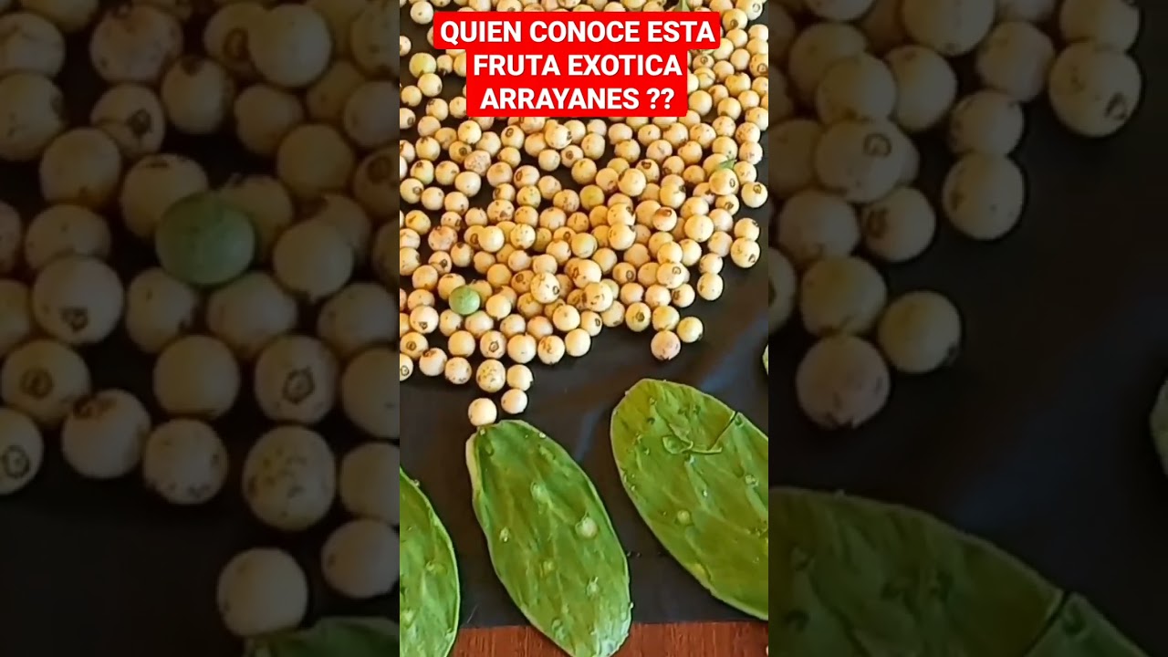 QUIEN CONOCE LOS ARRAYANES FRUTA EXOTICA