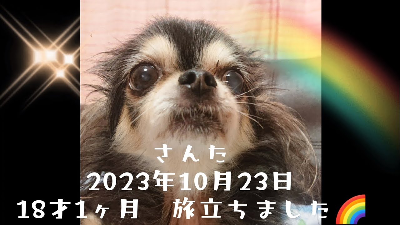 【さんた　虹の橋】18才1ヶ月ありがとう#さんた#虹の橋#旅立ち#ありがとう