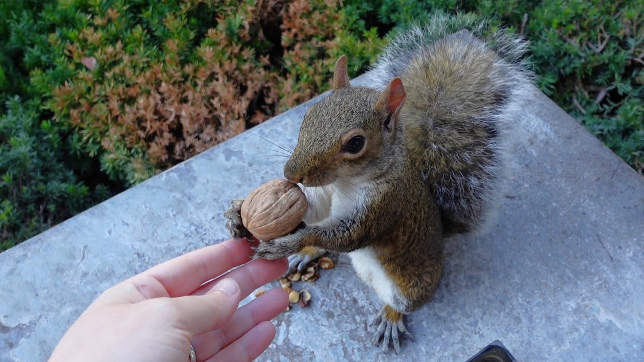 How squirrels pay for their food