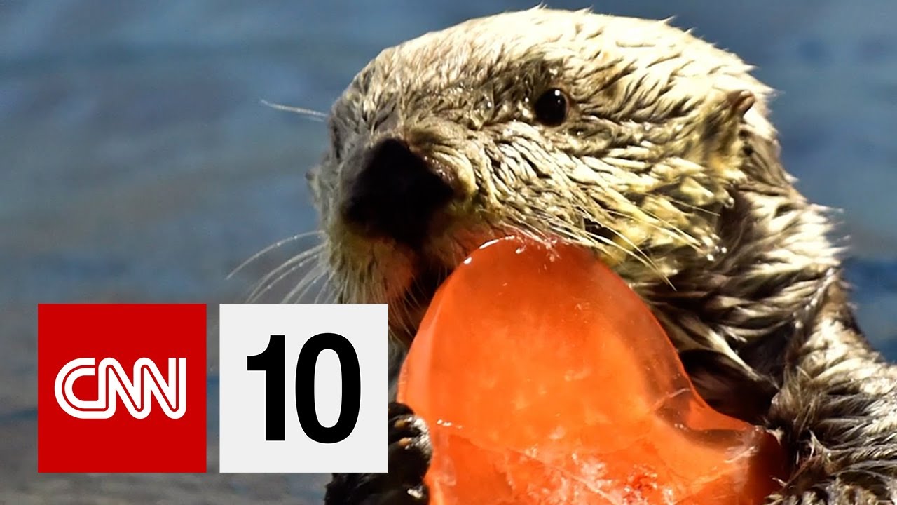 ラッコの里親募集 Adopting Sea Otters Voicetube 動画で英語を学ぶ