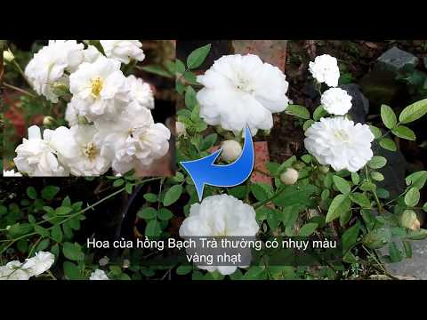 Video Phân biệt hoa hồng Bạch Nhài (nanh xanh) và hồng Bạch... - youtube