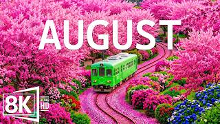 August 2026 – Endless Summer Blooms 8K 🌸 Dreamy Flower Fields & Nature's Most Colorful Paradise