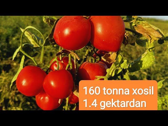 Candice va Jeremy jinsiy aloqa multfilmi