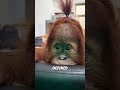 Clever orangutans #pets