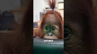 Clever orangutans #pets