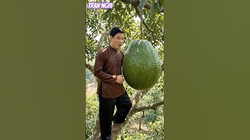 Hái quả bơ khổng lồ trên cây cao rơi xuống đè bẹp xe ôtô thật nguy hiểm