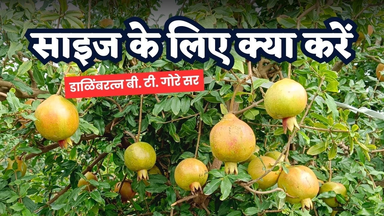 अनार साइज के लिए क्या करें @BTGore