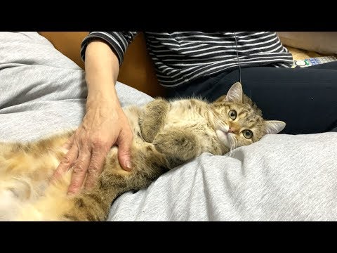 大好きな母親にへそ天して撫でられ続ける子猫！