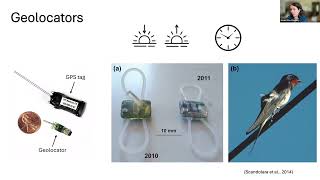 Wind, Barriers, and Connectivity in Global Barn Swallow Migration