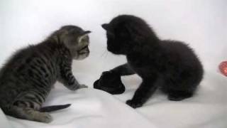 Kitten Wearing A Tiny Hat - Now With 100% Less Violence