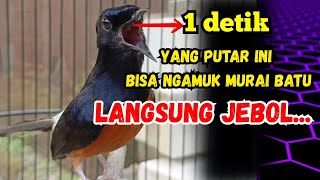 Pancingan Murai Batu Gacor  Dalam Hitungan Detik Murai Apapun Langsung Ikut Nyaut Bunyi  Gacor
