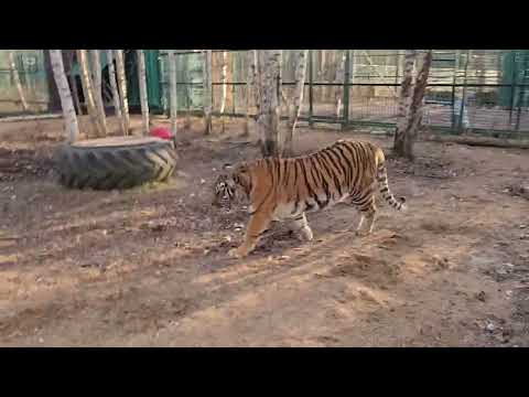 Тигрица Сильва переехала к Диким Тиграм)Подружатся ?