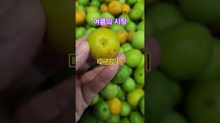 여름의 시작 축제 아닌 매실담그기 #shorts #포항여행