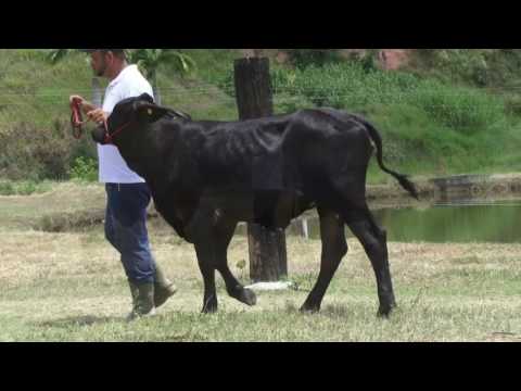 LOTE 30 - LEILÃO FAZENDA ORIENTE