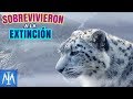 10 Animales que dejaron de estar en peligro de extinción