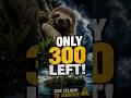 Only 300 Left! This Tiny Sloth Has One Island to Survive #shorts