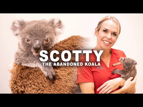 Video: Pet Scoop: Zriedkavé Koala Baby zachránil po búrke, pes sa zišiel s rodinou po 4 rokoch