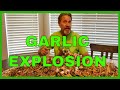 How to Make Garlic Powder from Fresh Cloves (Complete Tutorial)