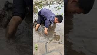 Best Eel Fishingcatching Yellow Monster Eel Fish From Under Deep Mud