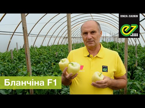 Бланчіна F1 - ранній високоврожайний гібрид білого кубовидного перцю