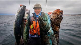 HUGE Mackerel and LIMIT of Lingcod on Live Bait screenshot 5