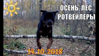 ОСЕНЬ РОТВЕЙЛЕРЫ ЛЕС В СЕНТЯБРЕ . ОСЕНЬ РОТВЕЙЛЕРЫ ЛЕС В СЕНТЯБРЕ .