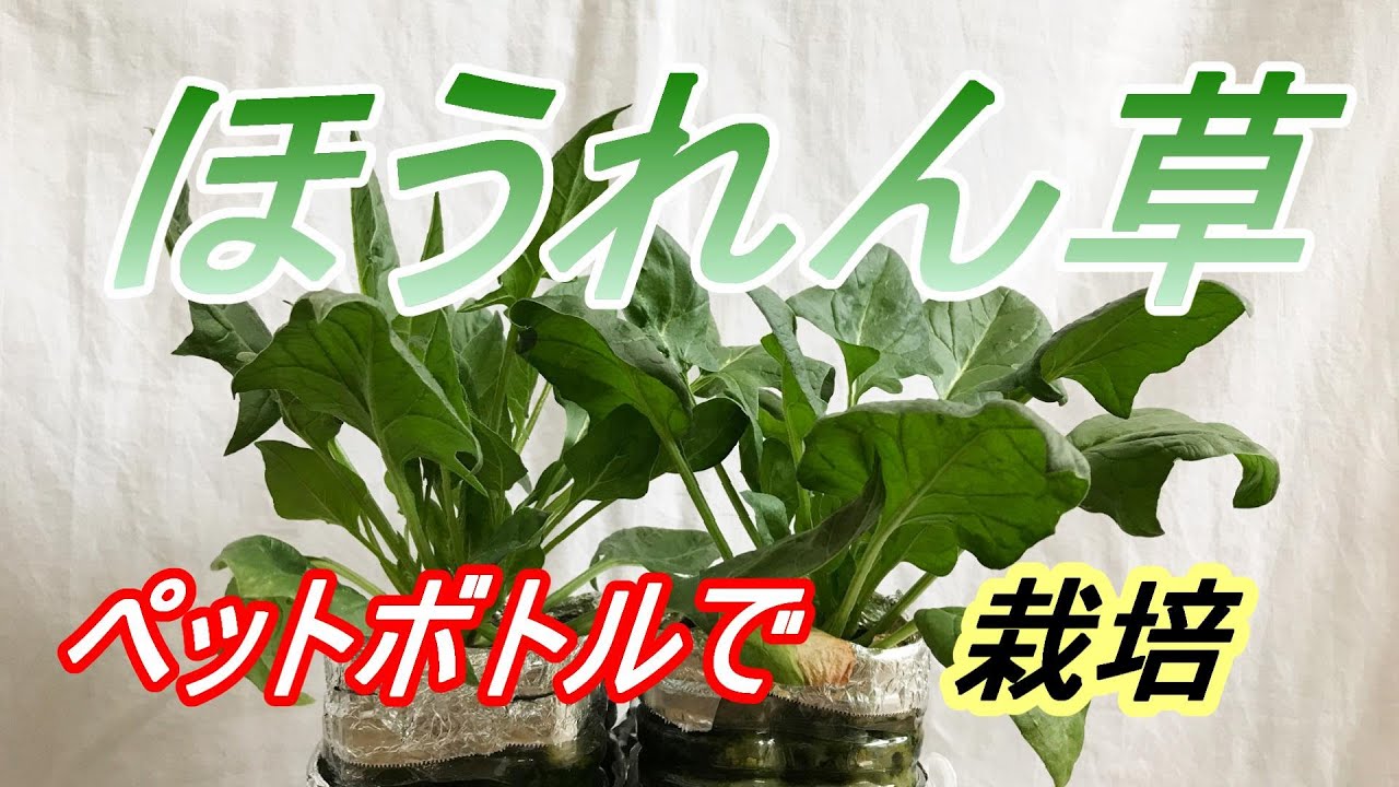 ほうれん草 種まき～収穫　ハイドロボール、バーミキュライト、ろ過ウールで【ペットボトル栽培】