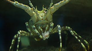 SPINY LOBSTERS EATING CHICKEN | FEEDING TIME | ANIMAL LIFE