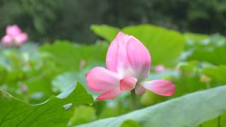 把你放在手心 -呂方 -2014-05-植物園-雨荷(一)