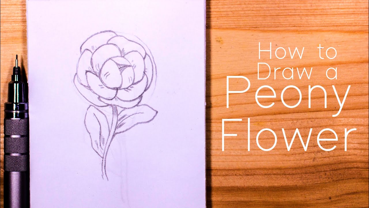 Tutorial: learn to draw a beautiful peony