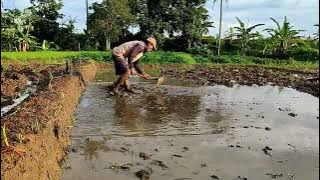 Aktivitas di sawah, menggarap lahan pertanian sedang proses leleran tanah untuk di tanami padi