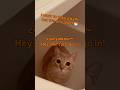海外バージョン #cat #catvideos #ちゃちゃまる #cyacyamaru#cute #猫