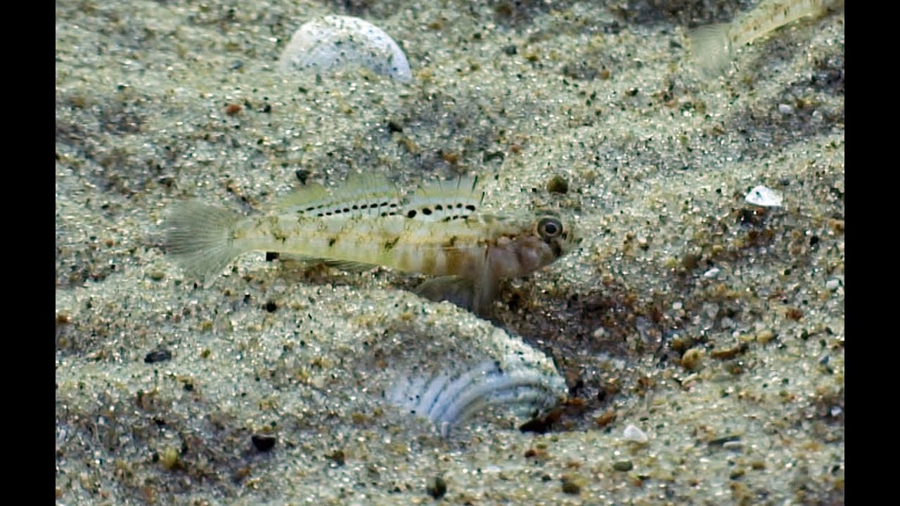 goby care youtube