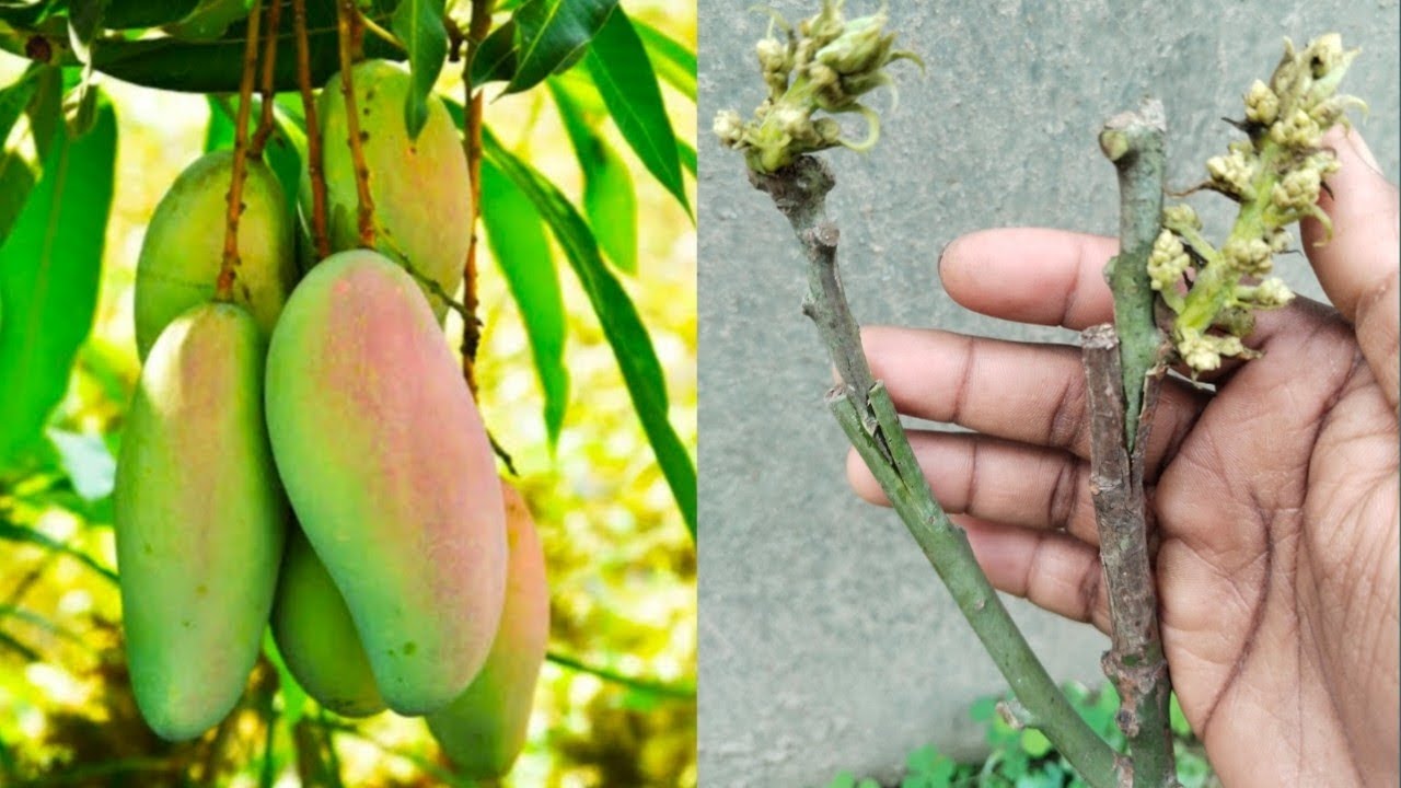 Mango Tree Propagate | How To Grow Mango Tree From Grafting - YouTube