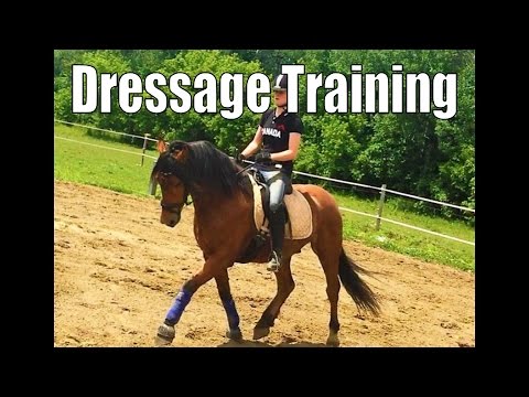 dressage arena Dressage Training - 6 months under saddle - Canadian Horse
