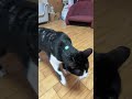 4781 目をつぶって🐱チャーチョコ