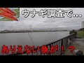 【旧江戸川】災害級の大雨の翌日にウナギ調査で釣りしてみたら…【2019.07.04】