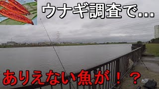【旧江戸川】災害級の大雨の翌日にウナギ調査で釣りしてみたら…【2019.07.04】