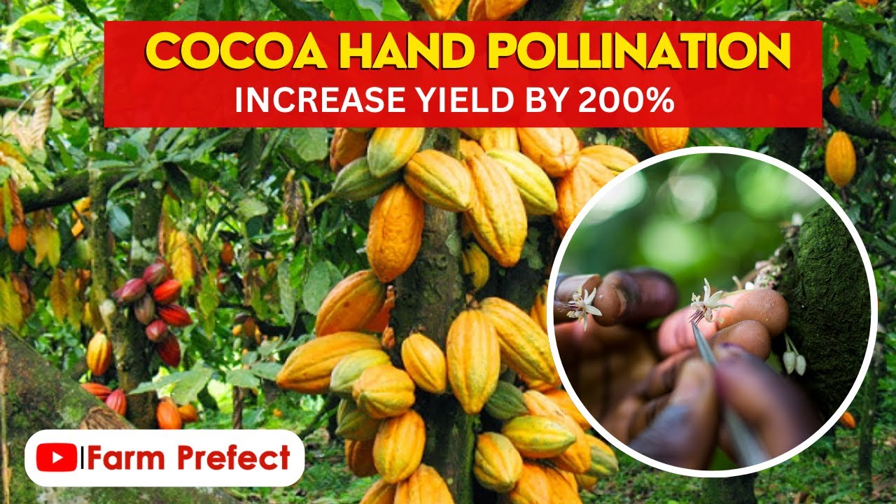 Hand Pollination of Cocoa (30-50% yield increase)