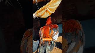 2 Year Old Lakha Murga Amroha Cross