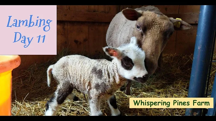 Day 13 of lambing at Whispering Pines - more ram l...
