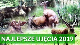 NAJLEPSZE UJĘCIA Z FOTOPUŁAPKI 2019 - JELENIE, ŁOSIE, POROŻE, ZRZUTY  - TRAIL CAMERA - BEST VIDEOS