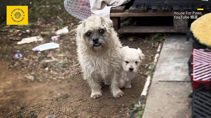 This Is My Only Child" – To Keep It Alive, the Stray Dog Pushed Its Puppy Toward Me