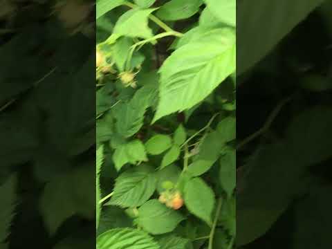 Yellow Raspberry |